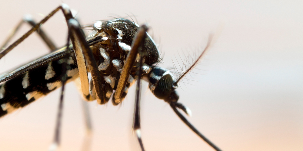 Tiger mosquito on the increase.