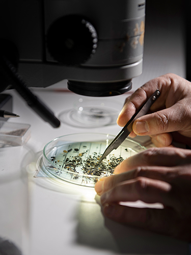 The team’s archaeobotanists use a binocular microscope to analyze seed material. The team’s archaeobotanists use a binocular microscope to analyze seed material.