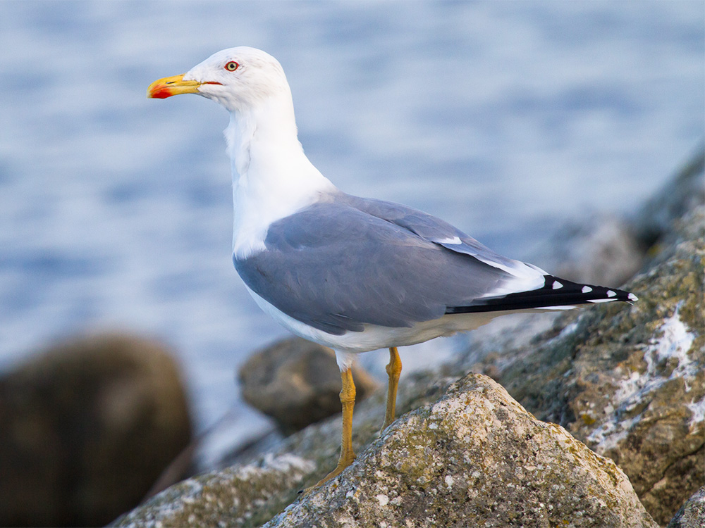 yellow legged gull yellow legged gull