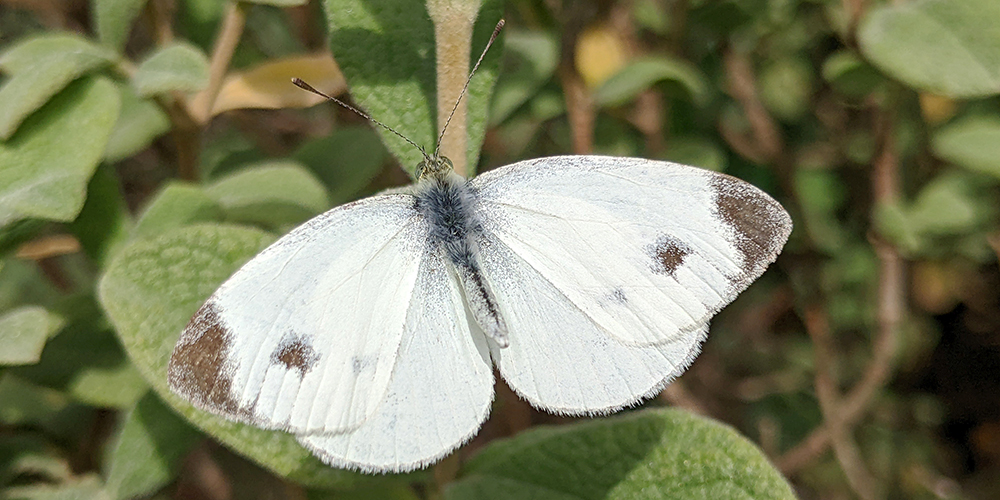 How a butterfly invasion minimizes genetic diversity