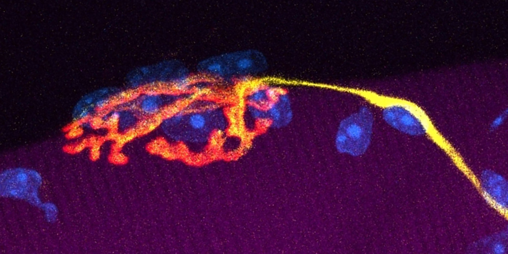 Numerous genes important for muscle-nerve connection identified