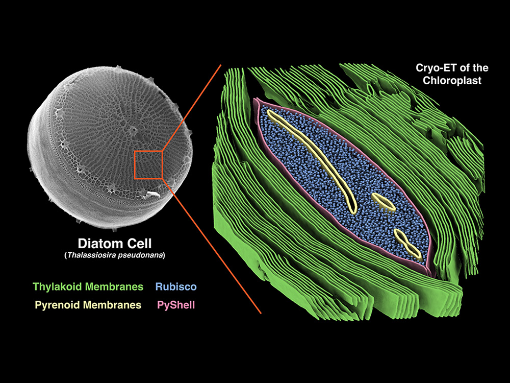 Illustration of a diatom with the structure of a chloroplast Illustration of a diatom with the structure of a chloroplast