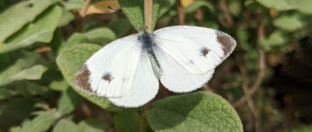 The Southern Small White on a plant.