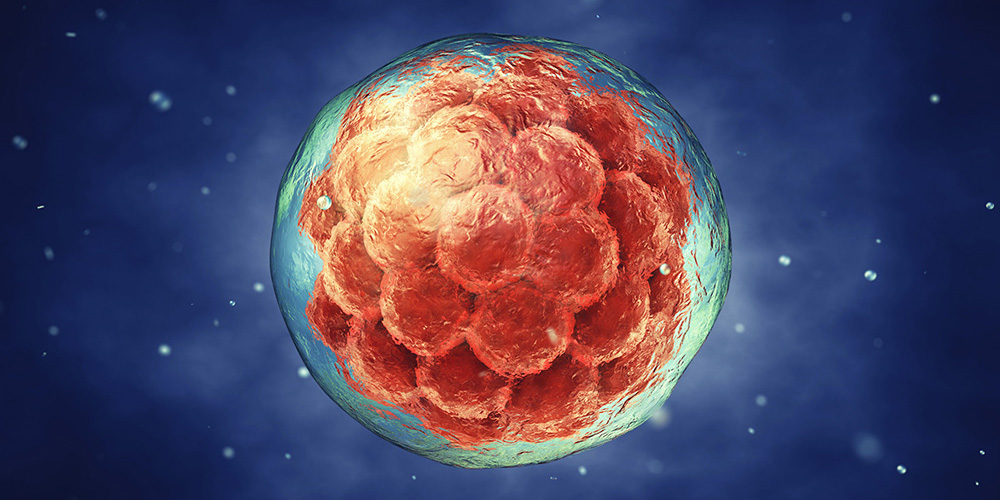 an embryo at an early stage of development an embryo at an early stage of development