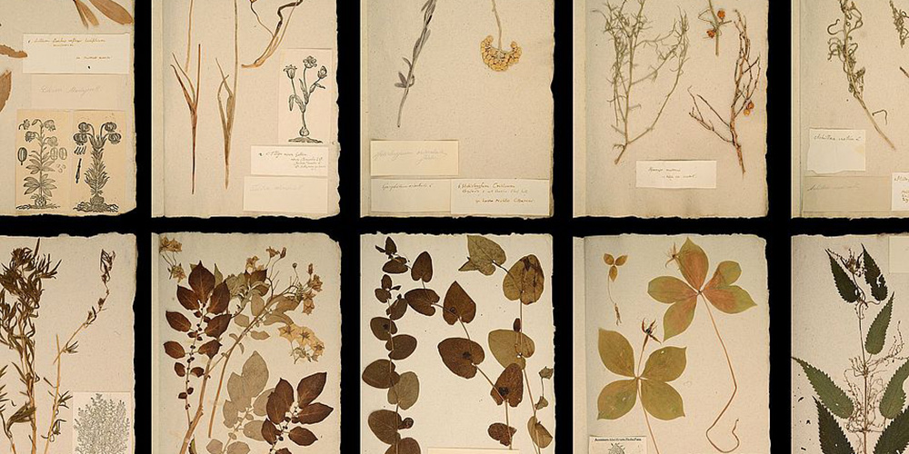 A botanical collection as the culmination of a life’s work