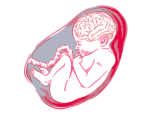 drawing of an embryo drawing of an embryo