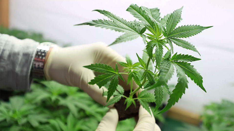 Marijuana plant Marijuana plant