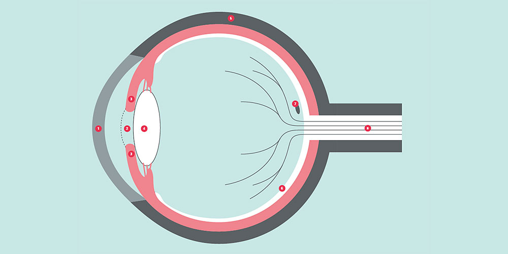Schematic view of the eye Schematic view of the eye