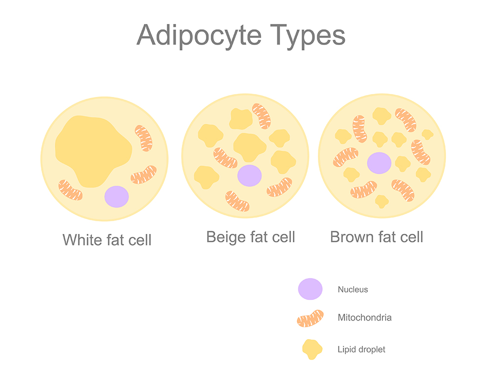 White, beige and brown fat cells with nucleus (purple), mitochondria (orange) and lipid droplets (yellow). White, beige and brown fat cells with nucleus (purple), mitochondria (orange) and lipid droplets (yellow).