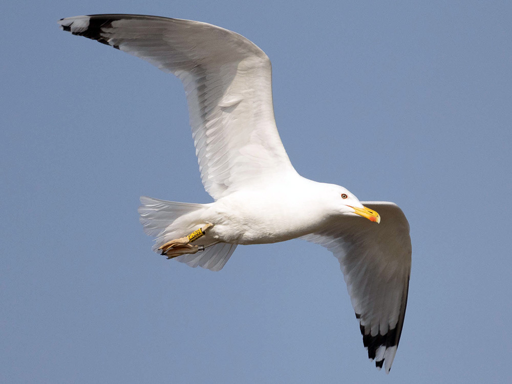 Caspian gull in flight Caspian gull in flight
