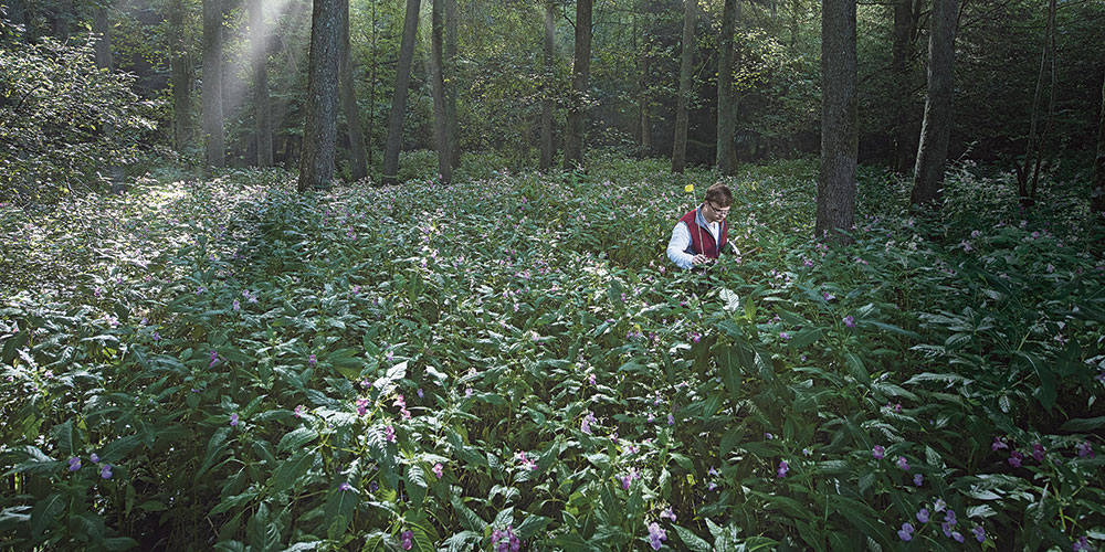 The Laufen valley in the Canton of Baselland has extensive, dense patches of this fastgrowing plant. (Photo: Christian Flierl) The Laufen valley in the Canton of Baselland has extensive, dense patches of this fastgrowing plant. (Photo: Christian Flierl)