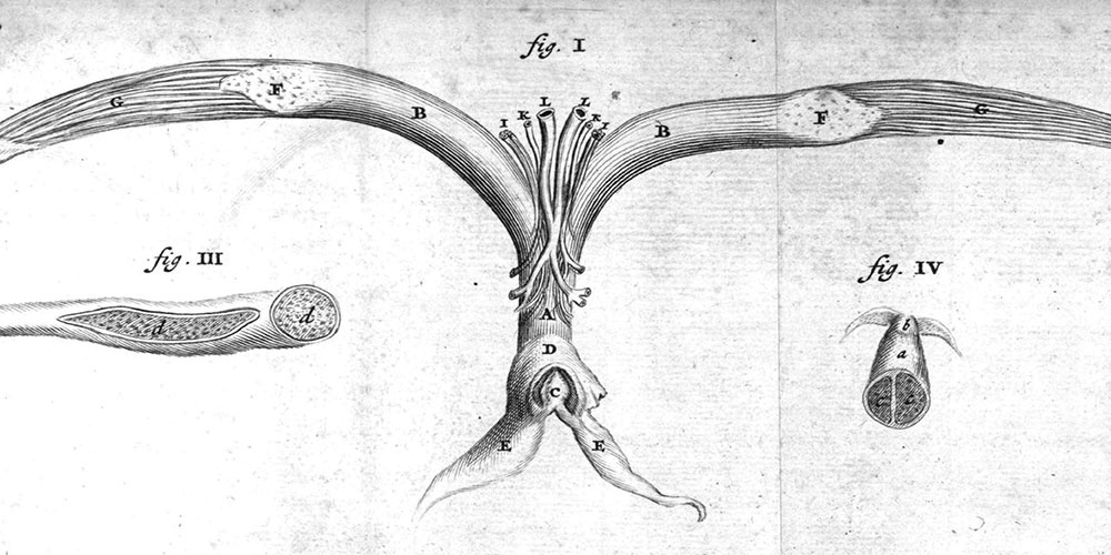 The clitoris, an anatomical taboo