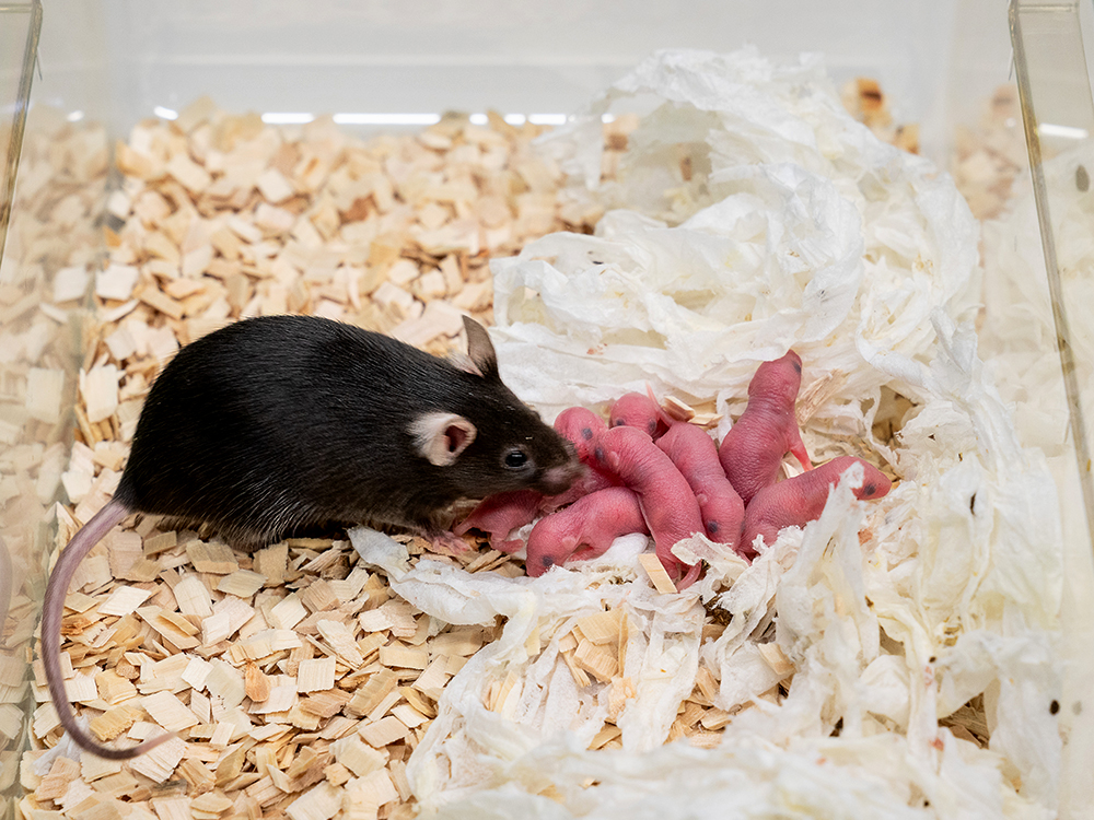 Mouse with little mice tending the nest. Mouse with little mice tending the nest.